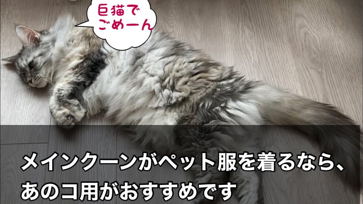 メインクーンのペット服事情 – 猫用は入りません