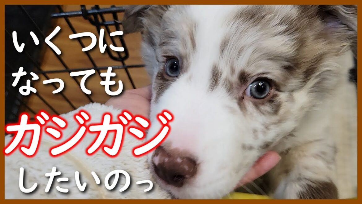【生後58日の子犬】靴⁉を噛んでる姿が斬新すぎる親犬たち😁【ボーダーコリー】