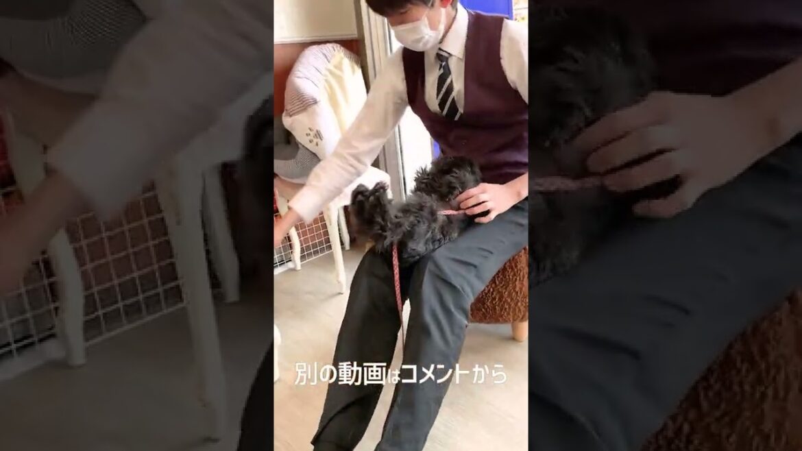 【ミニチュアシュナウザー 犬】臆病でケージの端から動きたくないバロンさん！仰向け抱っこで人肌に慣れさせるトレーニング！