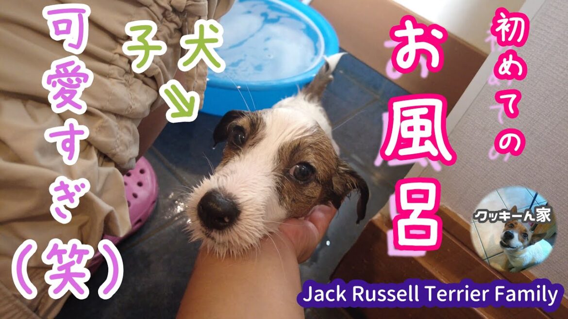 ラガー我が家で初めてのお風呂【子犬】【ジャックラッセルテリア】