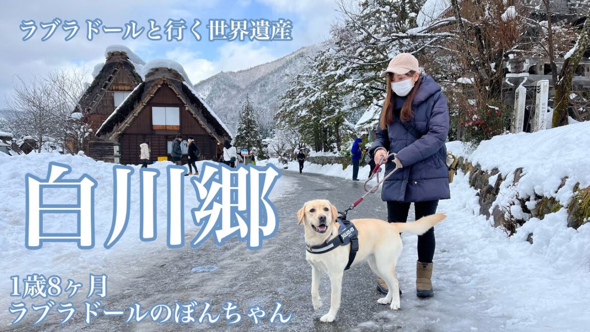 【白川郷#85】雪好きラブラドールが行く世界遺産、白川郷* ラブラドールレトリバー★ shirakawago japan labrador retriever 大型犬 【白川郷#85】雪好きラブラドールが行く世界遺産、白川郷* ラブラドールレトリバー★ shirakawago japan labrador retriever 大型犬