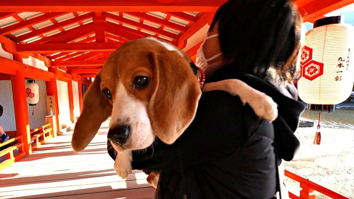 楽しかったビーグル犬と行く4泊5日車中泊の旅も終り ~厳島神社→うずしおクルーズ→伊勢神宮~ 楽しかったビーグル犬と行く4泊5日車中泊の旅も終り ~厳島神社→うずしおクルーズ→伊勢神宮~
