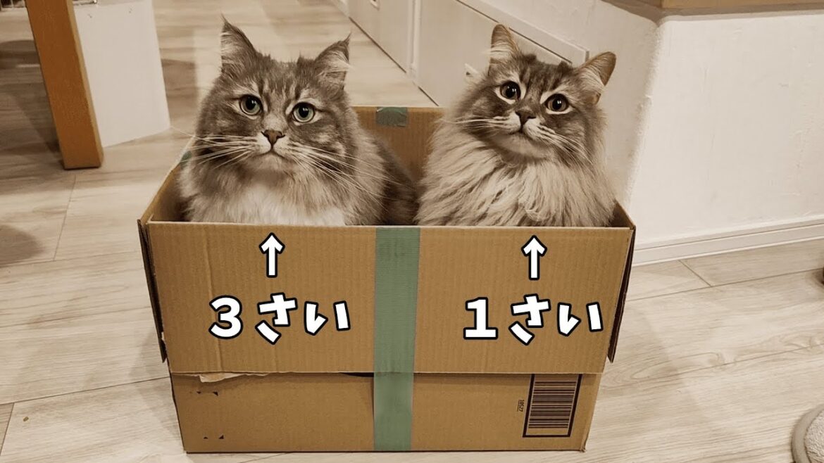 ラフィが本日で３歳の誕生日を迎えました。より一層もふ猫になっております。【サイベリアンのラフィ#250】