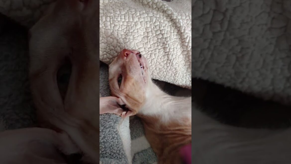 Romeo loves his brushies! (cornish rex)