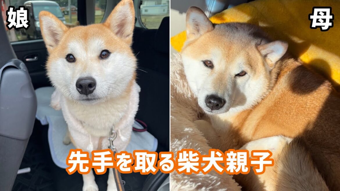 柴犬が人間と一緒にいたくてとった行動がめちゃくちゃ可愛いw