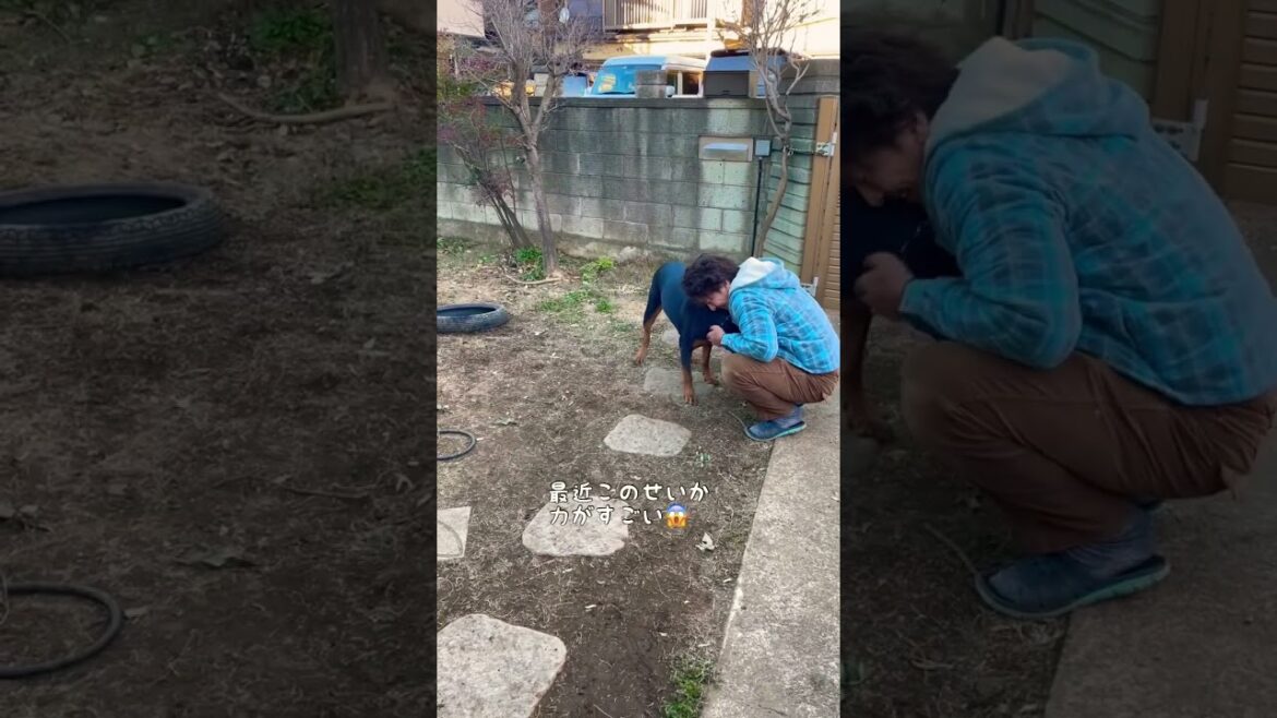 タイヤ遊びで鍛えられムキムキになっていく愛犬
