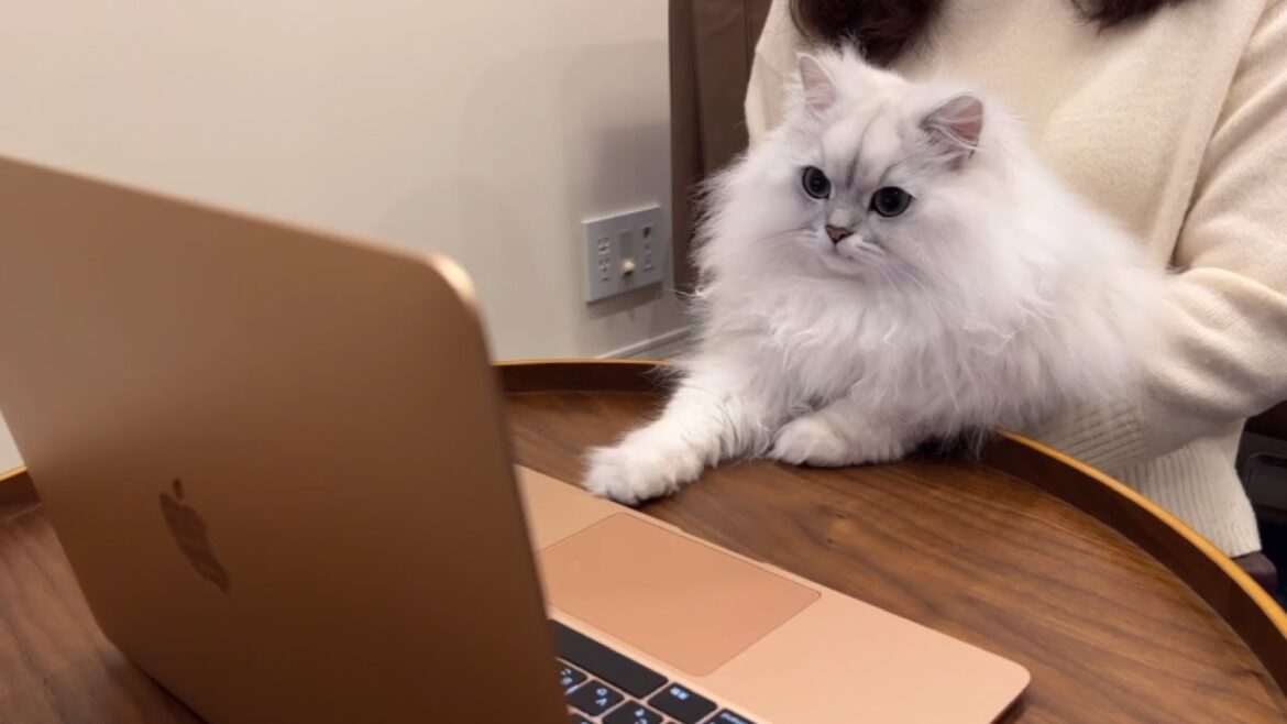 ビデオ通話で実家猫と初対面する猫 ビデオ通話で実家猫と初対面する猫