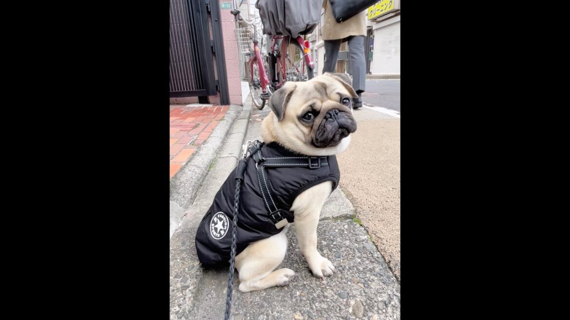 [パグ]生狛犬🐶ﾁｮｺﾝｯ(gentle shrine dog) #shorts