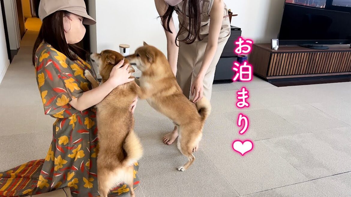 ママのお友達がお泊まりに来たら懐いて離れなくなった柴犬が可愛い ママのお友達がお泊まりに来たら懐いて離れなくなった柴犬が可愛い