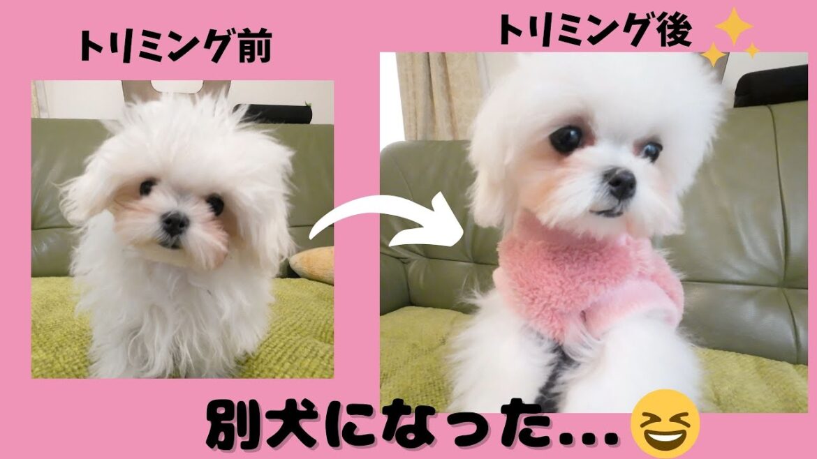 マルチーズの子犬が初めてのトリミングで別犬になりました 【生後5ヶ月】