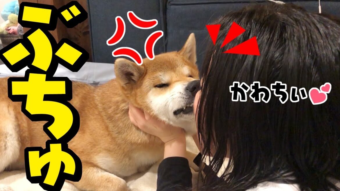 えべっさんの後は柴犬とイチャイチャする娘とお兄ちゃん