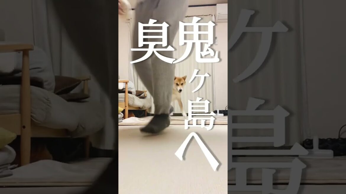 思う壺を楽しむ柴犬こむぎ【あるじのステップ】臭鬼