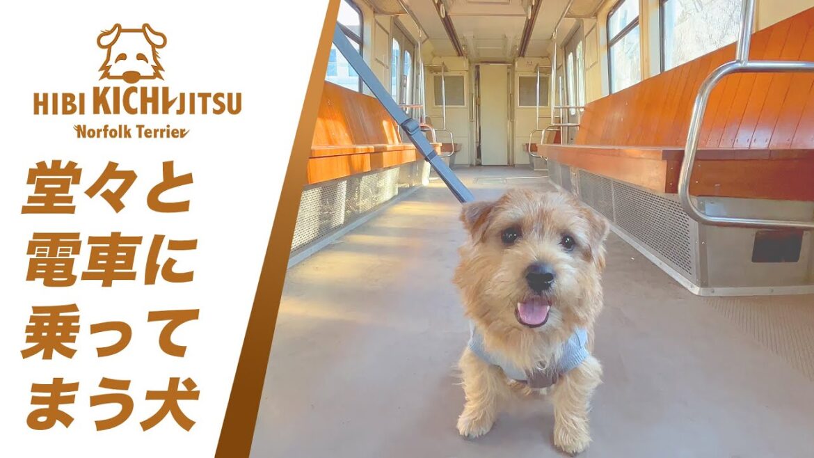 電車に乗ったよ♪愛犬キチ【  norfolkterrier ノーフォークテリア dog  】