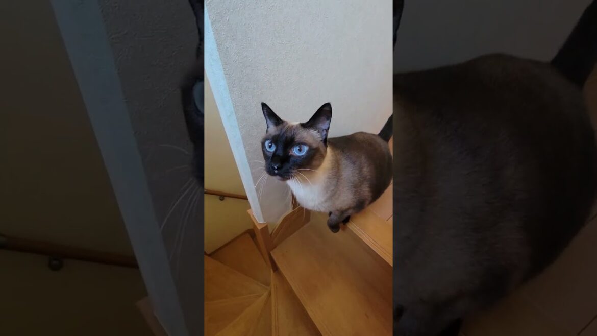 いきなり肩に飛び乗るシャム猫😙 #Shorts