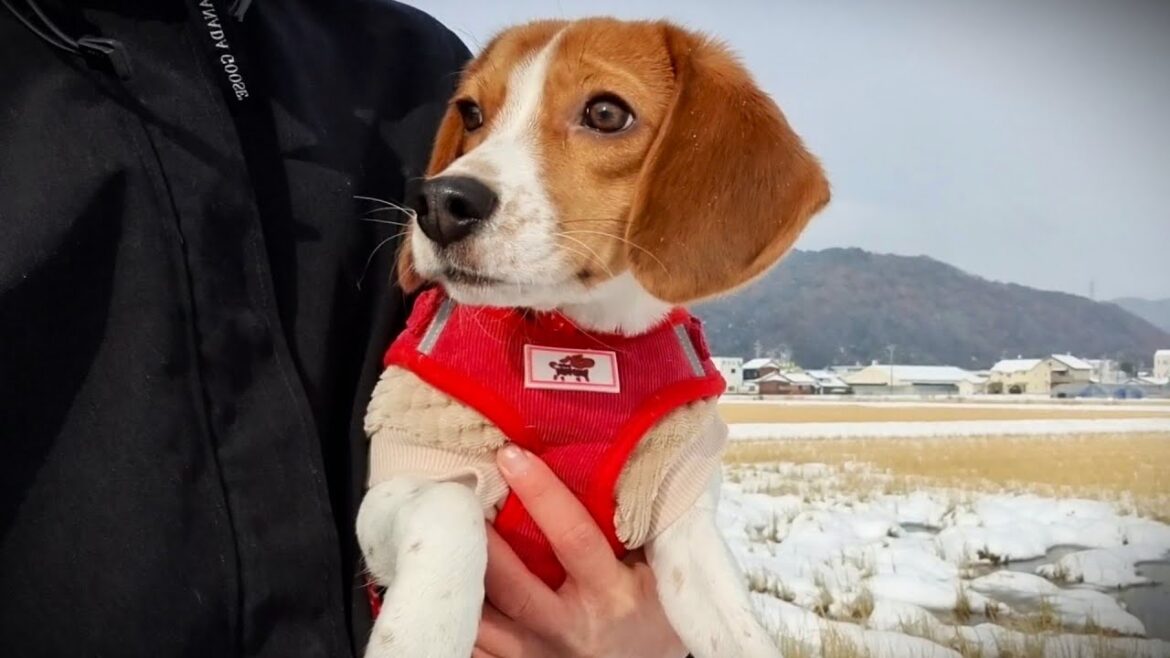 【ビーグル】初めて雪を見た愛犬の反応が可愛いすぎました 【ビーグル】初めて雪を見た愛犬の反応が可愛いすぎました