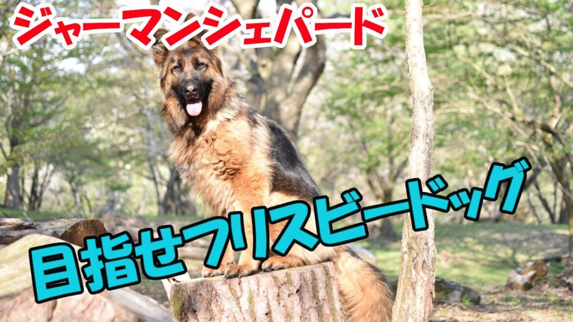 【ジャーマンシェパード】目指せフリスビードッグ