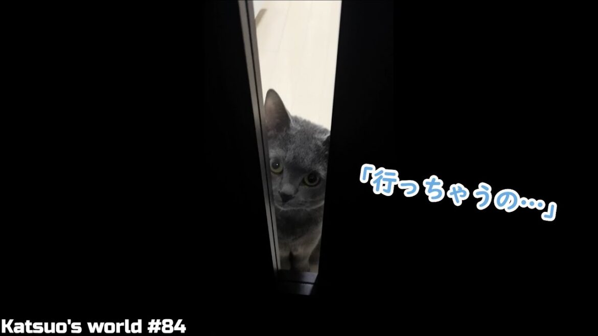 寂しそうな顔で見送ってくれるカツオさん【シャルトリュー/Shorts】