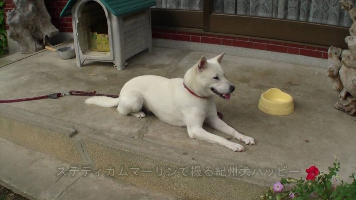 ステディカムマーリンで撮る紀州犬ハッピー