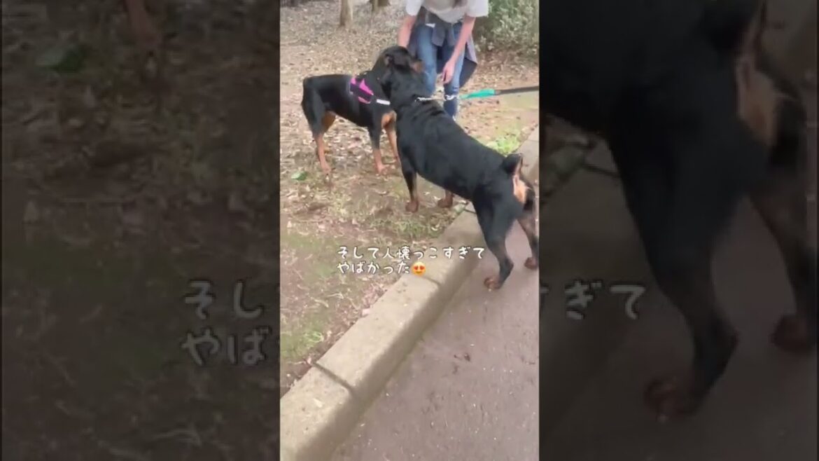 【ロットワイラー】初めて同じ犬種に会った時の大型犬の反応 #shorts