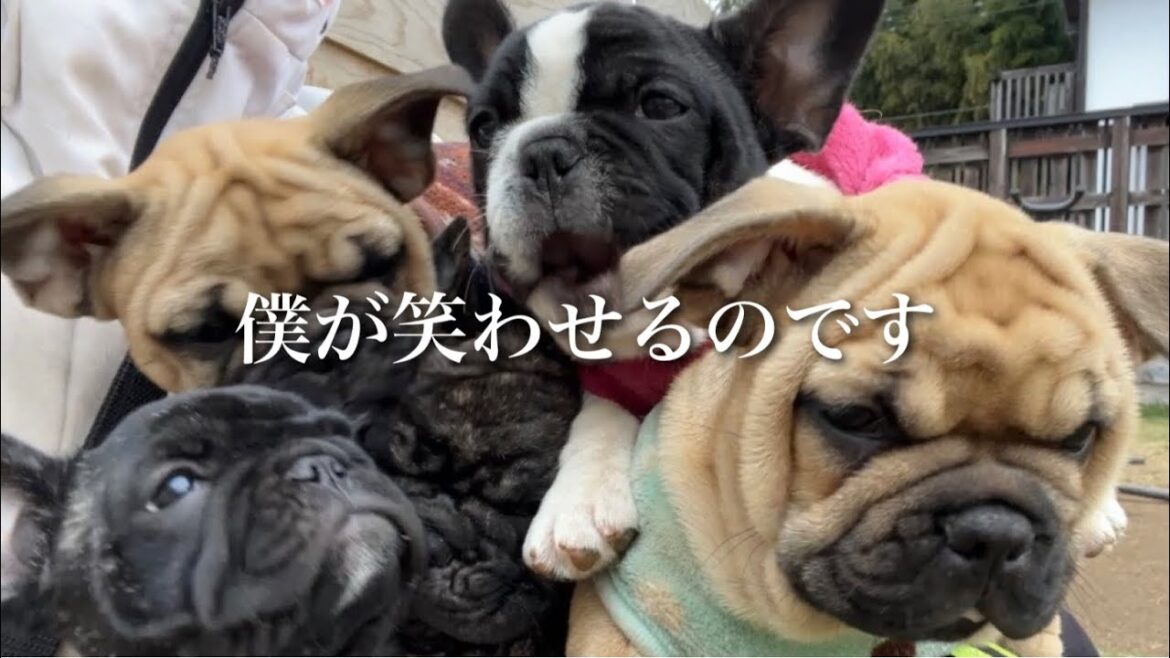 【感動】コミュ障害の子供と私を繋いだのは1頭の子犬でした