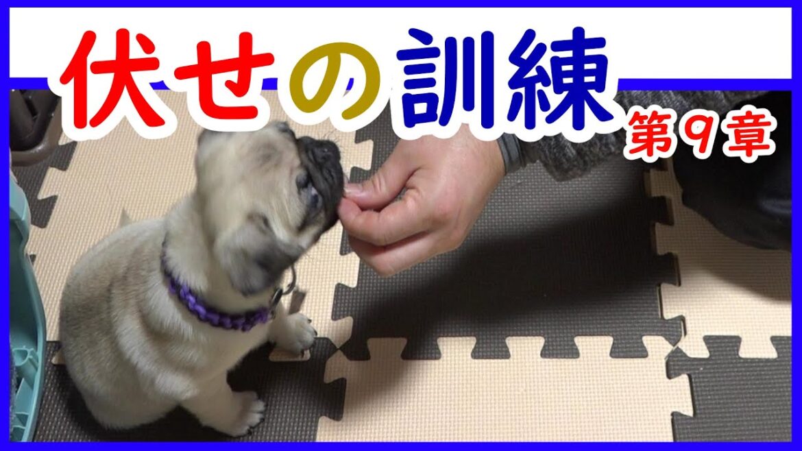 【パグ育成】子犬のパグが伏せの訓練をする？！