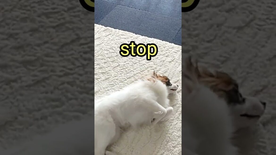 パピヨン犬が好きになる動画