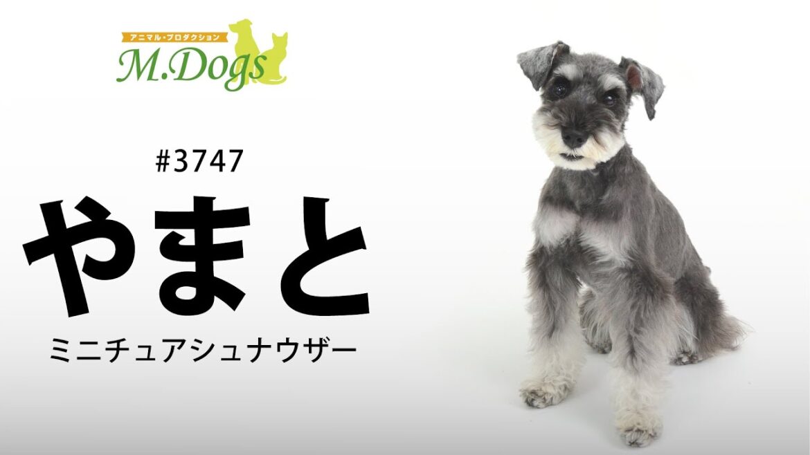 ペットモデル#3747 ミニチュアシュナウザー「やまと」