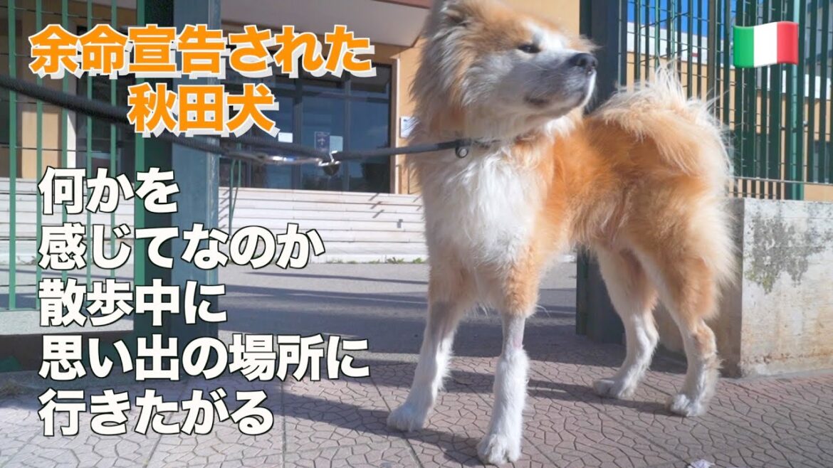 Akita dog with cancer trying to take us to places of his memories. Akita dog with cancer trying to take us to places of his memories.