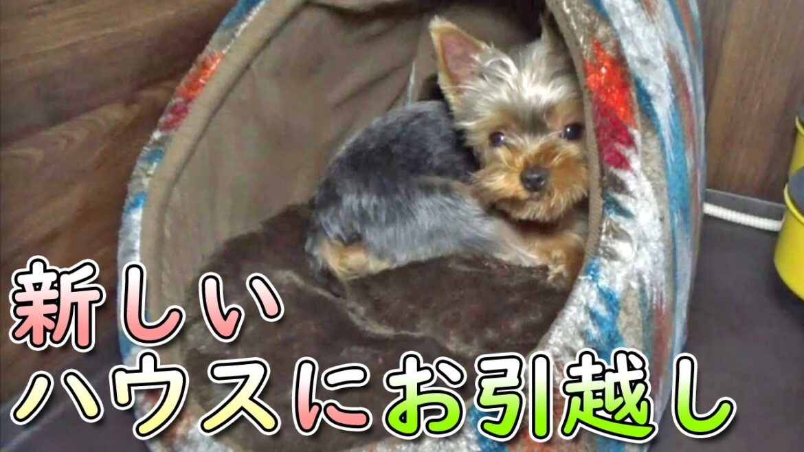 【ヨークシャテリア】新しい物はとりあえず噛むヨークシャテリア【Yorkshire Terrier】