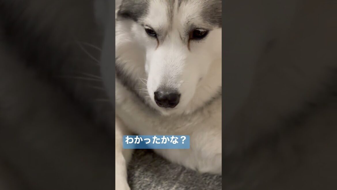 このハスキーは誰でしょう❓#シベリアンハスキー #short