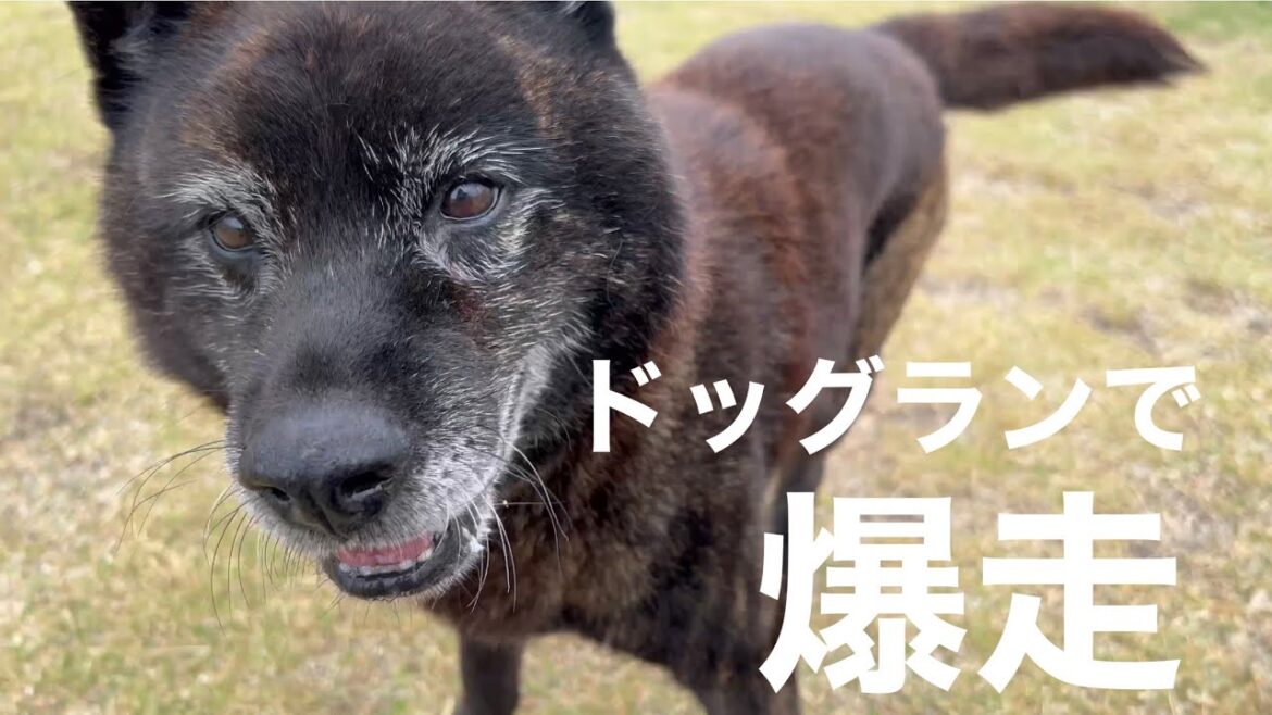 甲斐犬  かいくん 11歳【kaikenn】
