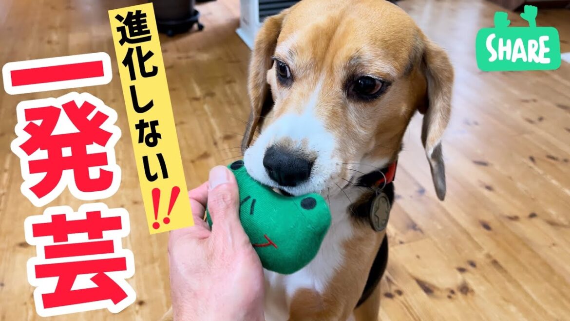 ビーグル犬の 脱力エンターテイメント♡