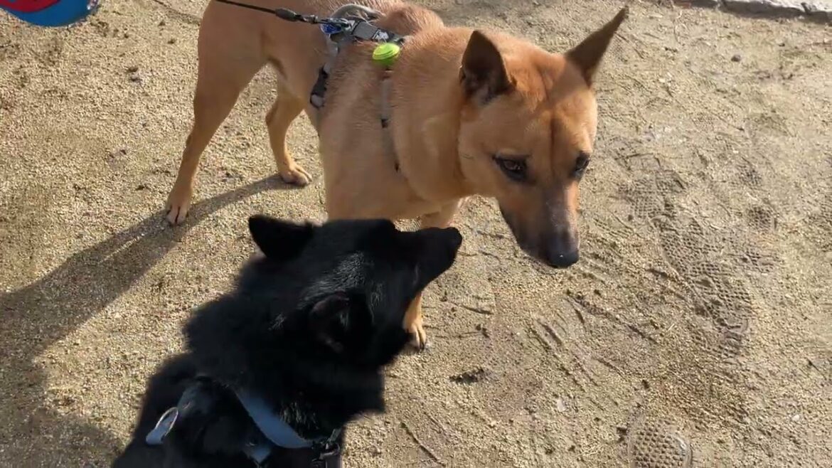 スキッパーキの”オセルくん”と”犬慣れ”の練習! スキッパーキの”オセルくん”と”犬慣れ”の練習!