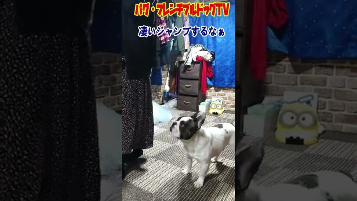ジャンピング  フレンチブルドッグ　頑張る！ぶーちゃん