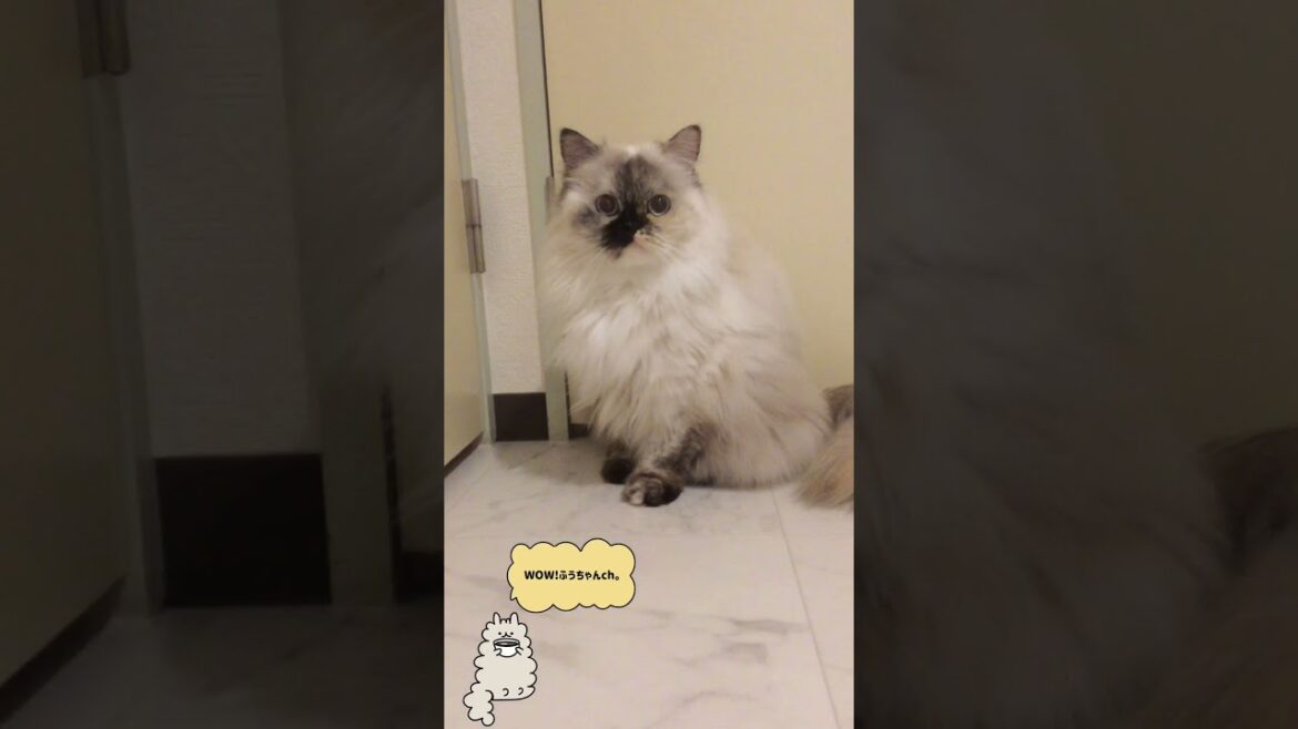 【恐怖】目が怖い猫…。ギョロギョロ…。  【ヒマラヤン】Scary eyes       #Shorts 【恐怖】目が怖い猫…。ギョロギョロ…。  【ヒマラヤン】Scary eyes       #Shorts
