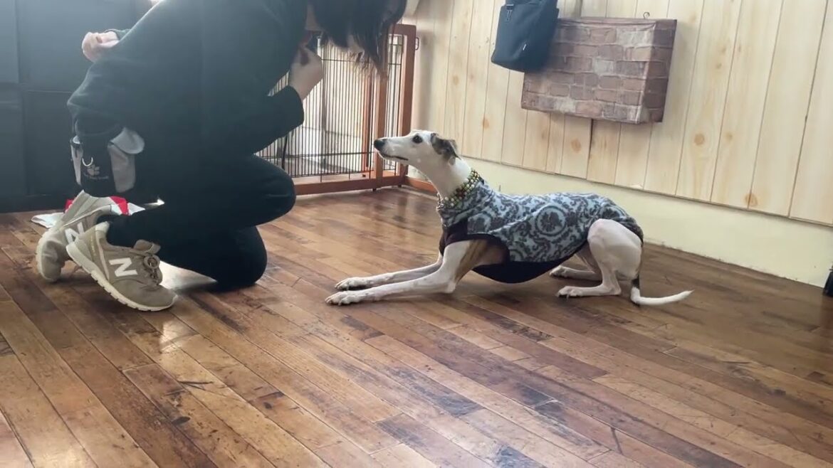 ウィペットの”マキちゃん”と“クロール(ほふく前進)”にチャレンジ! ウィペットの”マキちゃん”と“クロール(ほふく前進)”にチャレンジ!