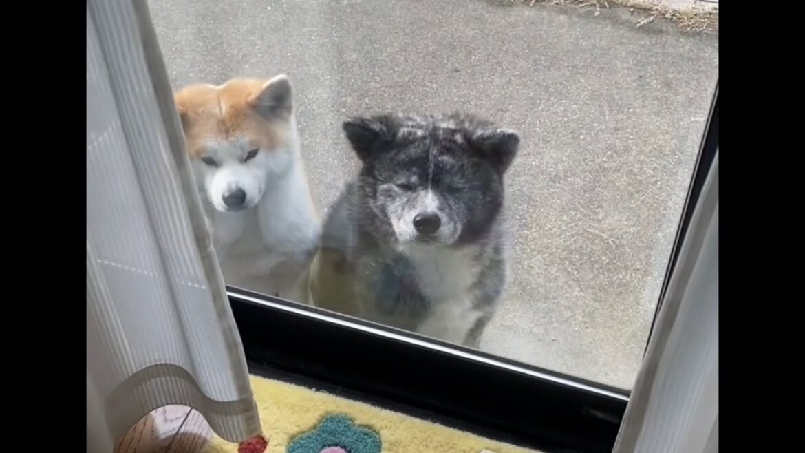 大人気アトラクション『サンポ』120分待ち【秋田犬Akita-inu】