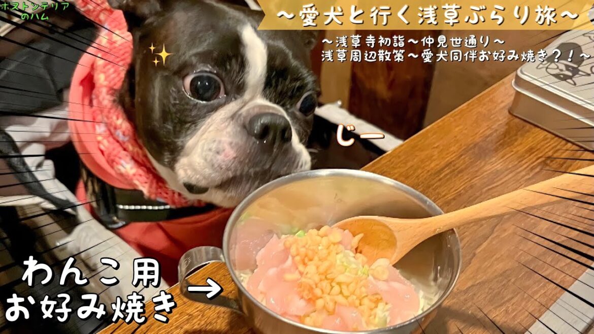 初めてのお好み焼きに興味津々、大興奮しすぎて目が飛び出しそうなボステリはこちらwww