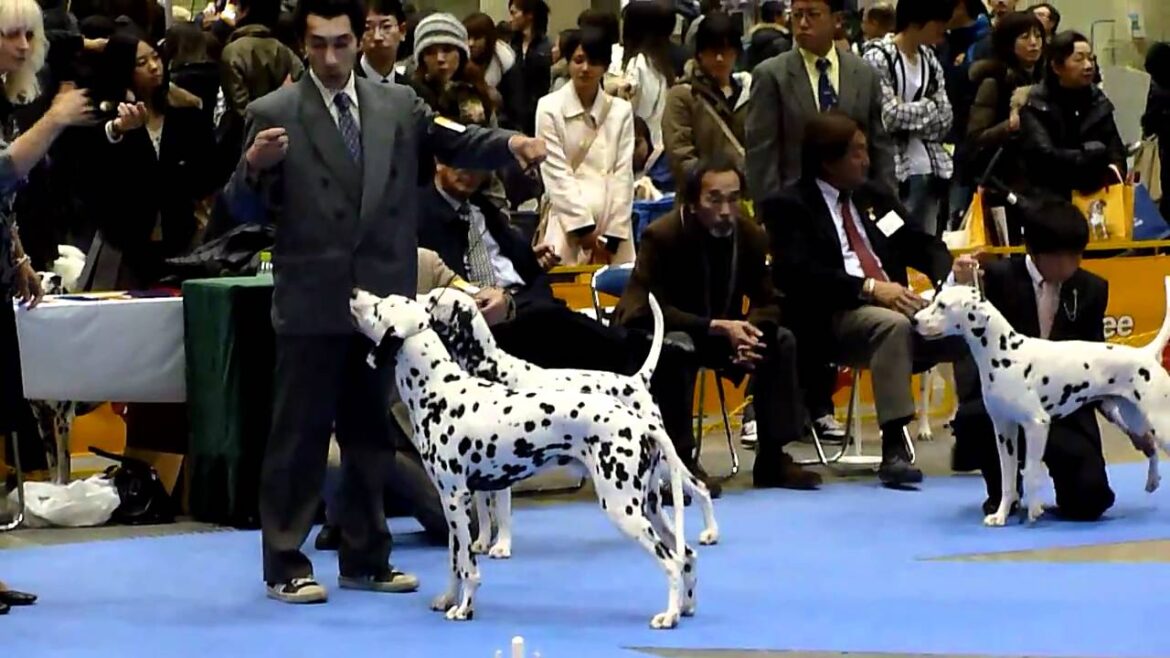 2010/12/19 東京インター　ダルメシアン　チーフ　その２