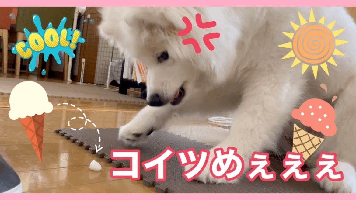 冷たすぎるアイス🍨にキレる、サモエド犬ミール(о´∀`о)w