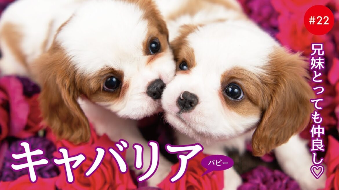かわいいキャバリアの子犬たち #22 Cavalier