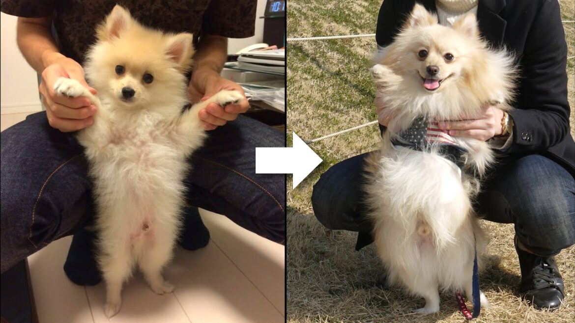 【成長記録】ポメラニアンの愛犬が子犬から成犬になるまでの成長記録