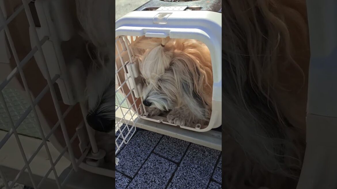 出てこないチャイクレのウィルちゃん。