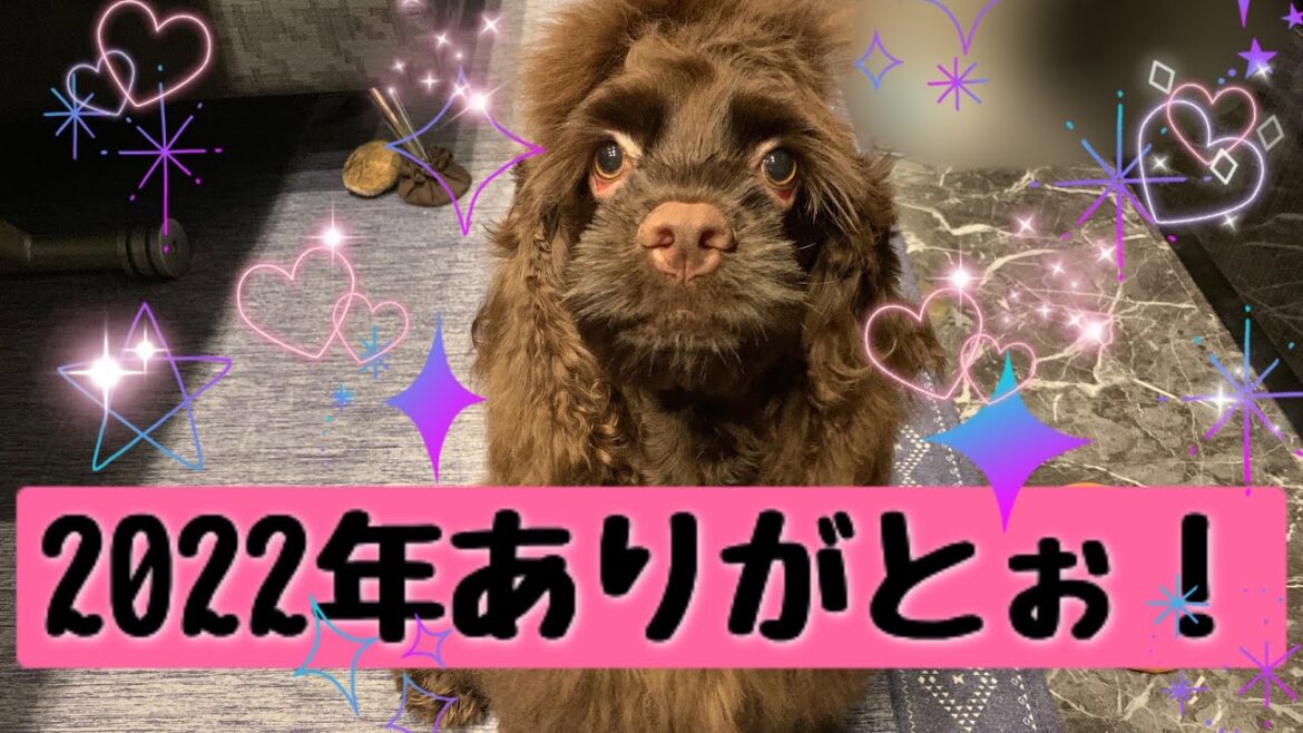 【アメリカンコッカースパニエル】1人で出来るかな??【愛犬】【年末】 【アメリカンコッカースパニエル】1人で出来るかな??【愛犬】【年末】