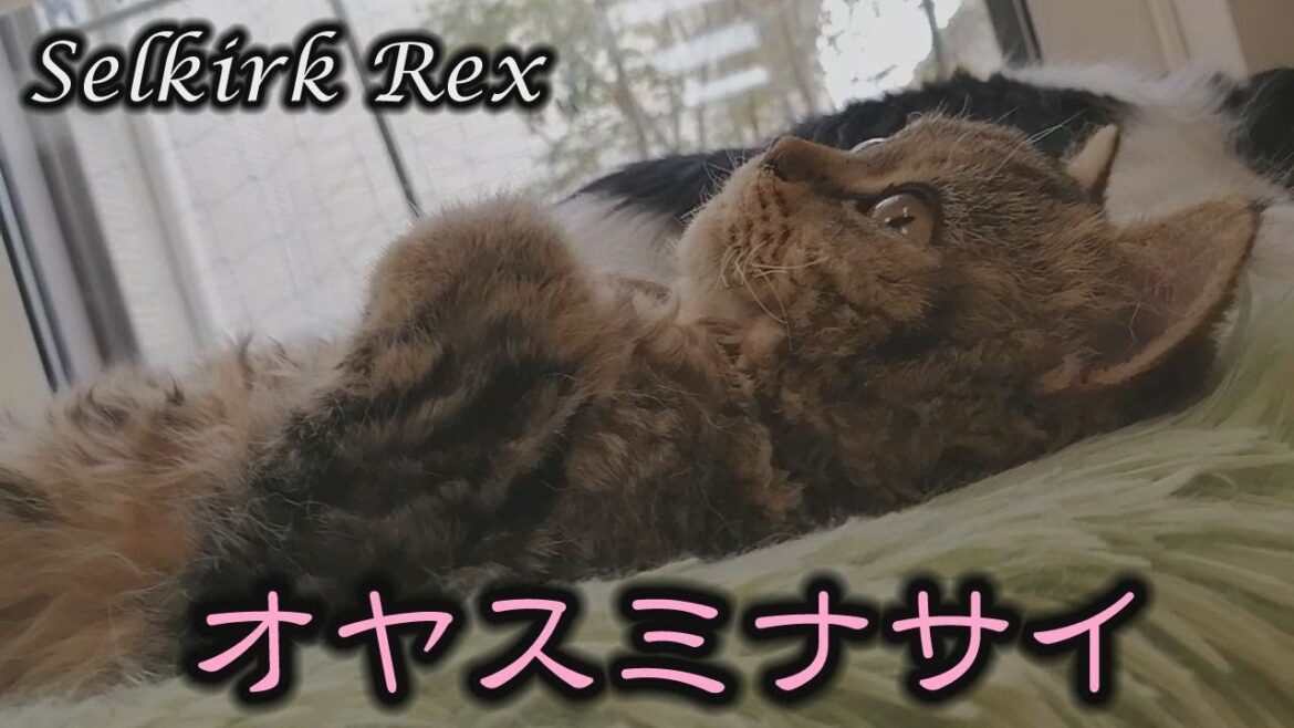 【セルカークレックス】へそ天でお昼寝？犬に添い寝の猫がかわいい【セルカー女子】