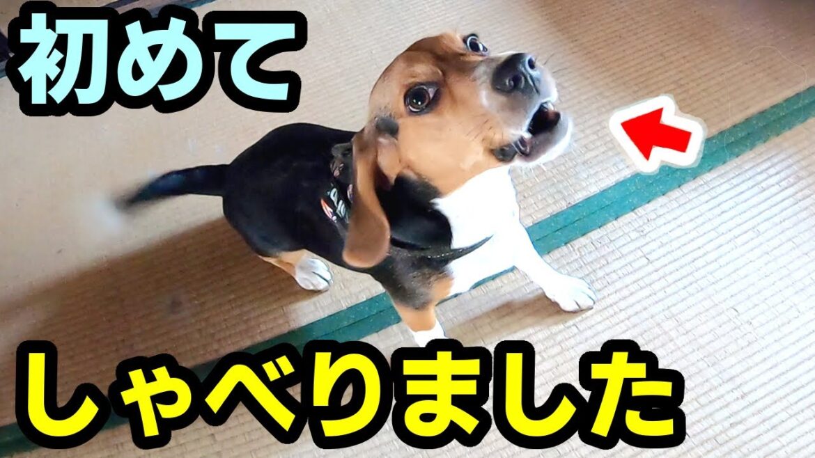 【話す犬】初めて言葉を話し何かを伝えるビーグル犬 【話す犬】初めて言葉を話し何かを伝えるビーグル犬