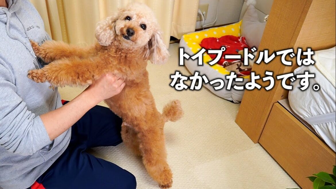 やっぱりトイプードルではなかった!?売れ残りだった愛犬デカプーわこくん