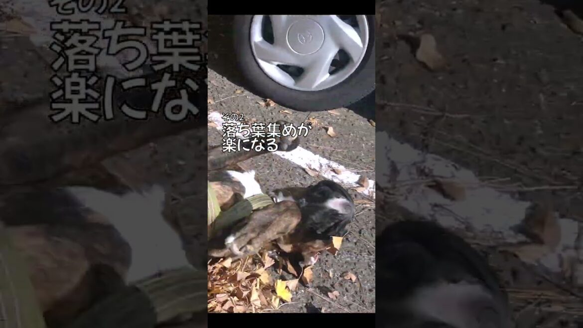 ボクサー犬と暮らす特典TOP5  怖くないボクサー犬子犬 くろさんの場合 #shorts #boxerdog
