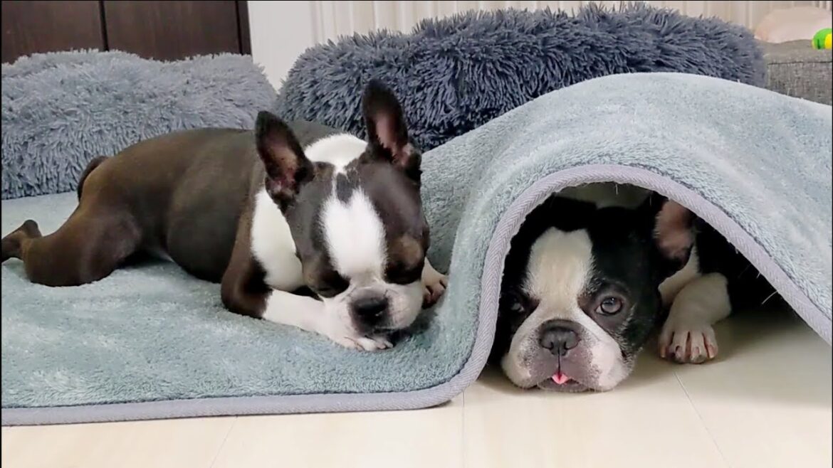 レイちゃん５歳になりました♪