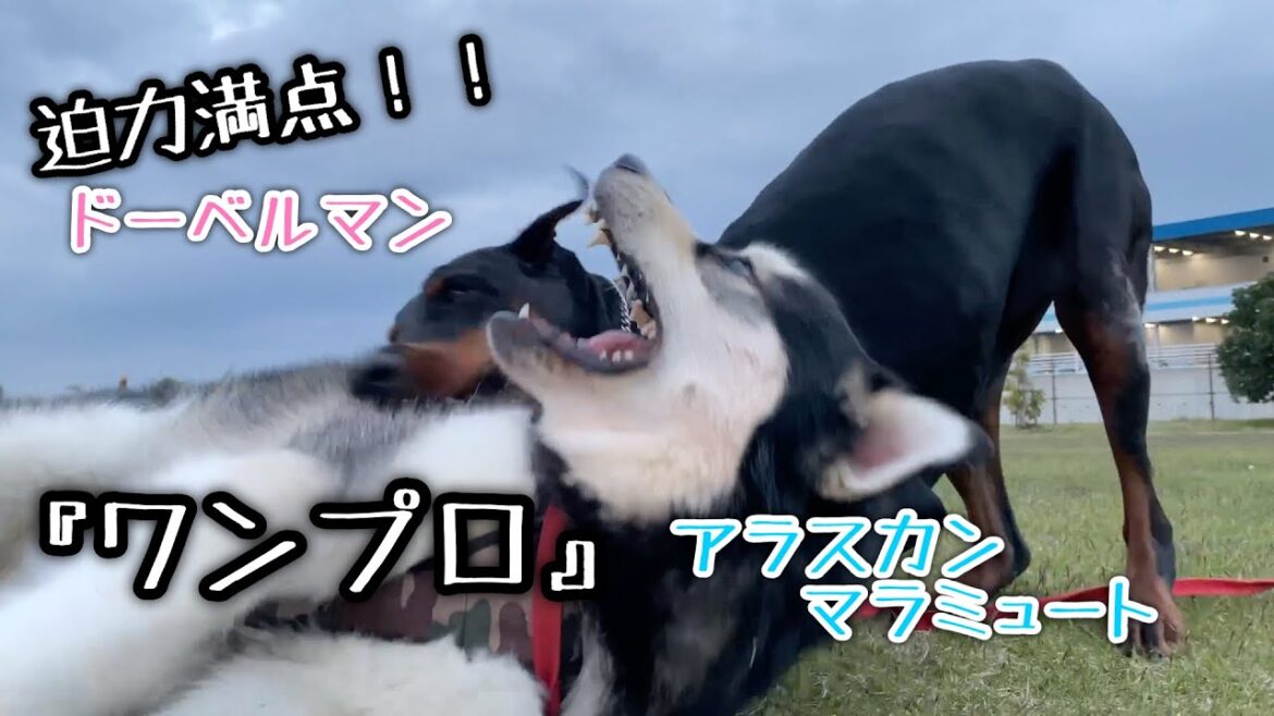 【大型犬のワンプロ】ドーベルマンとアラスカンマラミュート